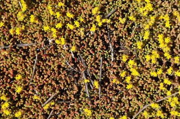 background yellow flower moss