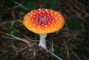 dieses Prachtexemplar habe ich in einem Mischwald gefunden