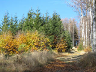 path leading through the colorful forest in Beskydy mountains in autumn