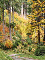 trees in the forest with orange and yellow leaves and green spruces in autumn