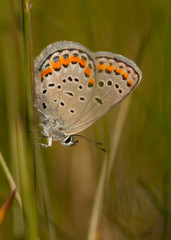 Fototapeta premium Karner Blue Butterfly