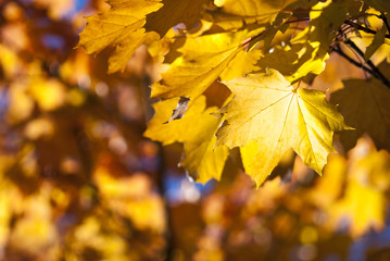 Spotlight auf Spitzahornblättern