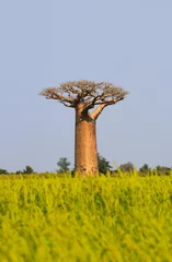 Foto op Canvas Baobabboom in Madagaskar © Sapsiwai