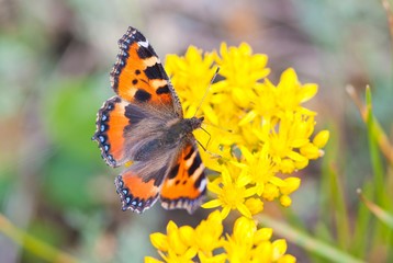 Kleiner Fuchs auf Immergrünchen