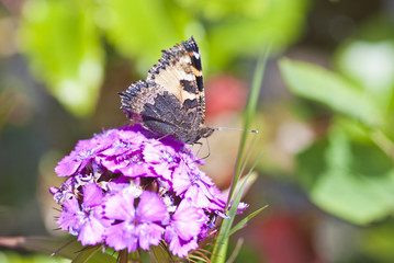 Kleiner Fuchs auf Bartnelken-Bl&uuml;ten