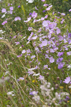 Wildblumenwiese, Niedersachsen, Deutschland