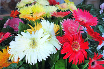 Different gerbera