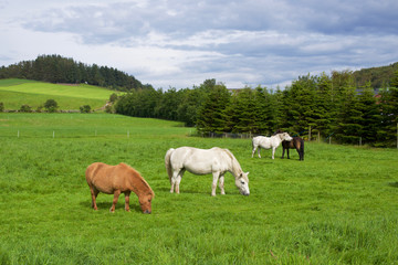 Fototapeta na wymiar Horses on pasture/ Four horses feeding on field of grass in Norwegian countryside around Stavanger.