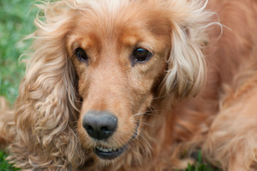 cute Cocker Spaniel looking to the left