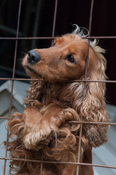Cocker Spaniel in a cage, looking to the left