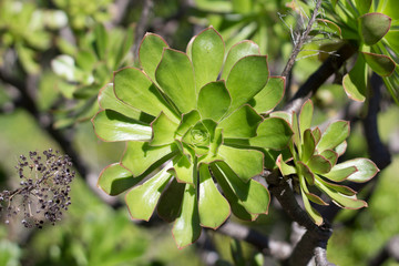 Fototapeta na wymiar detail of a single floret of a green Aeonium arboreum