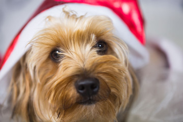 Yorkshire Terrier mit Nikolausmütze
