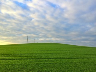 Fototapeta na wymiar Green field on the hill at sunset