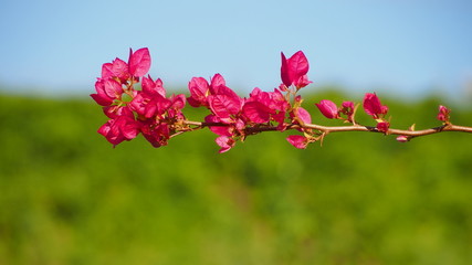 Pink bougainvillea in tropical zone 