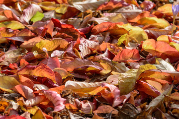 Autum foliage