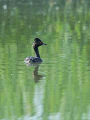 Schwarzhalstaucher (Podiceps nigricollis)