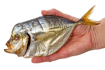 Smoked Selene vomer on the palm
