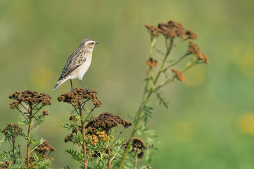Braunkehlchen (Saxicola rubetra)