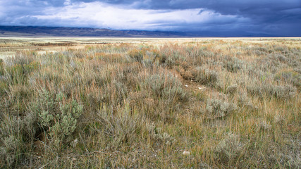 Obraz premium Prairie Grasses