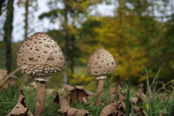 Herbst im Schwarzwald