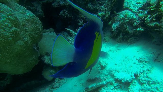 arabischer kaiserfisch im meer zeitlupe
