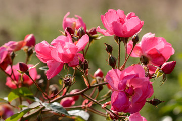 Obraz premium Red Flower