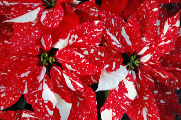 Red and white poinsettia flowers