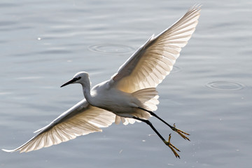 Egret in flight