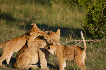 Lion Cubs with Mother - Masai Mara - Kenya