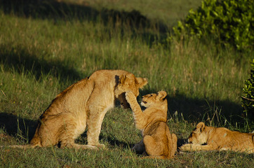 Lion Cubs with Mother - Masai Mara - Kenya
