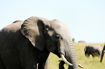 Obraz na płótnie Canvas Elephant - Chobe National Park - Botswana