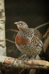 Grand tétras femelle