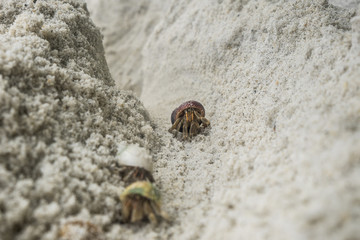 beautiful Hermit crab on the sand