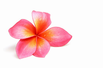 Fototapeta na wymiar Pink Frangipani flower