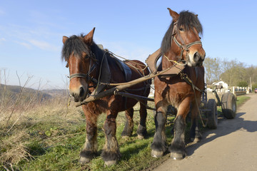 chevaux de débardage