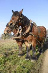 chevaux de débardage