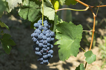 Vineyards in Oltrepo Pavese (Italy)