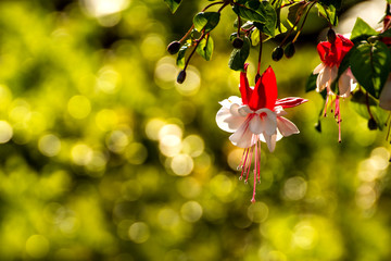 blühende Fuchsie