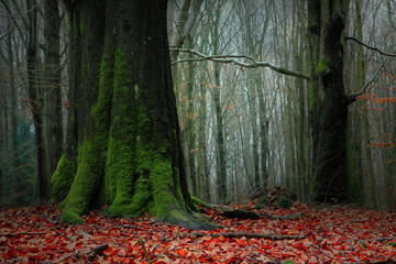 Baśniowy Jesienny Bukowy Las © jesiotr9