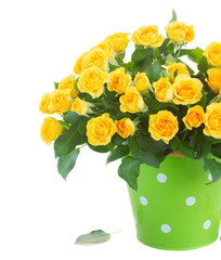 bouquet of fresh roses