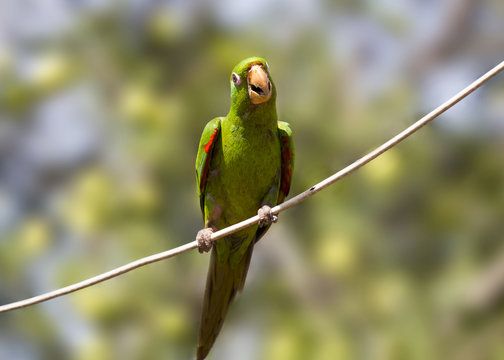 Pionus or green parrot against blurred background. Pionus is a genus of medium-sized parrots native to Mexico, and Central and South America.