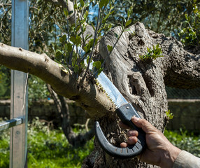 Pruning olive tree of apulia. Good agricultural practice against Xylella