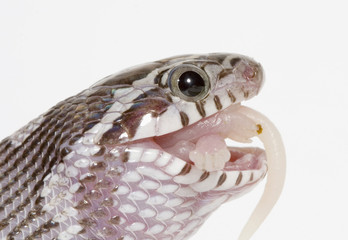 Corn Snake eating