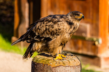Adler