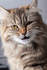 funny portrait of cat close up