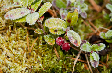 Forest red berries covered with frost