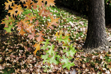 colored branch and trunk in autumn
