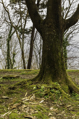 green forest in winter