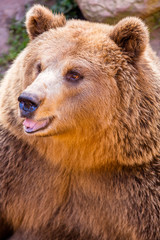 Fototapeta premium Braunbär