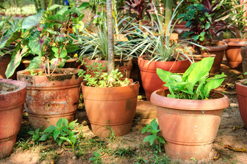 Many clay pots with tropical plants and flowers in a shady garden.